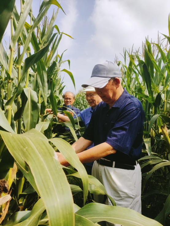 徐州市農(nóng)業(yè)老科技工作者協(xié)會(huì)實(shí)施玉米密植水肥一體化高產(chǎn)攻關(guān)取得突破1372.png