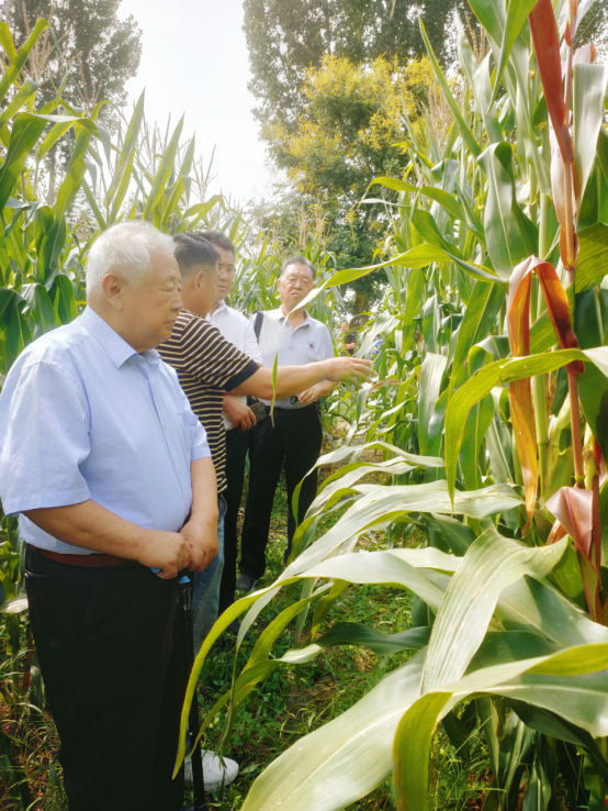 徐州市農(nóng)業(yè)老科技工作者協(xié)會(huì)實(shí)施玉米密植水肥一體化高產(chǎn)攻關(guān)取得突破1684.png